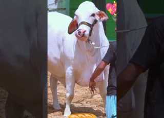Beautiful Bachiya Of This Year 2026