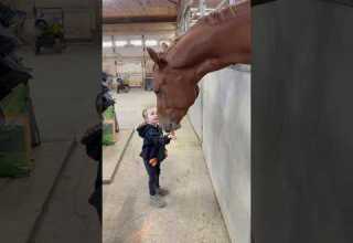 Time To Buy More Carrots Fyp Viral Horse Equestrian Horselover Toddler