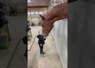 Time To Buy More Carrots Fyp Viral Horse Equestrian Horselover Toddler