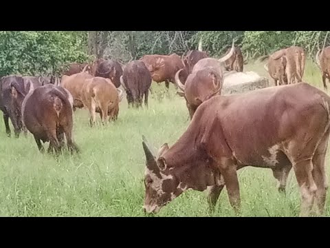 JIMINOGENI DOTO UJUMBE WA MASUNGA 2026 BY MSAMBAZAJI LUFUNZA MANYANDA