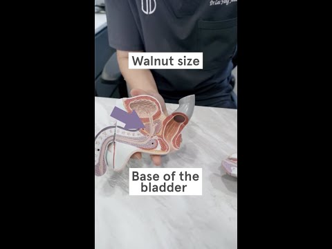 Where Is The Prostate Gland