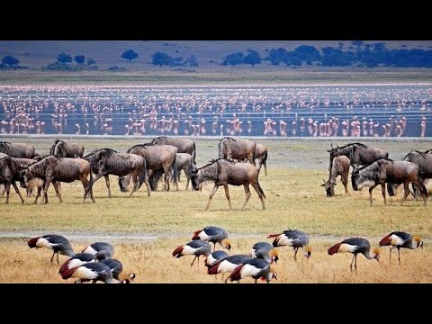 Tazama Maajabu Ya Mbuga Ya Wanyama Ya Ziwa Manyara Lake Manyara National Park Utalii Tanzania