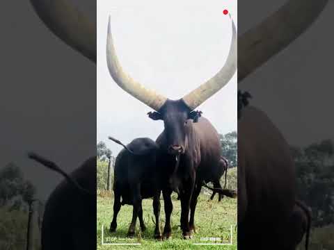 ANKOLE WATUSI CATTLE Biggest Bulls And Cow Cows Bulls Ankole