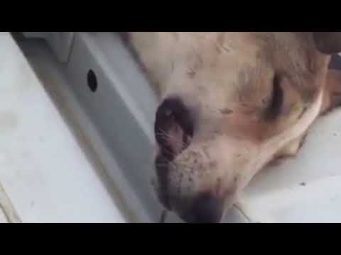 ضبط لحوم كلاب بالرياض يتم تقديمها للزبائن في بعض المطاعم