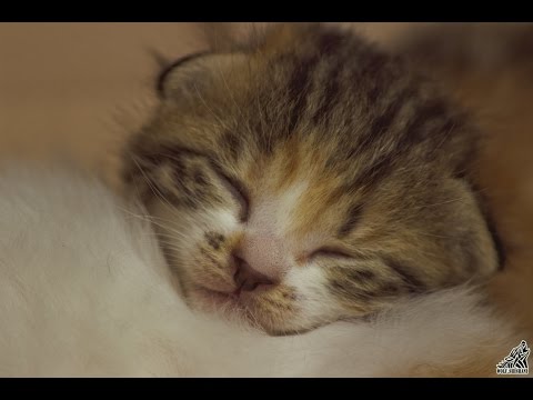 قصة الشيخ محمد الشنقيطي مع القطة