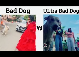 Bad Dog ULtra Bad Dog
