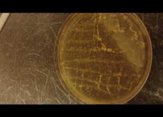  Toilet Germs Vs Domestos Bleach