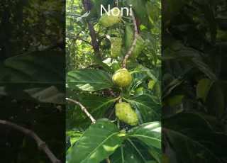 Noni Fruit Plant Fruits Gardening Noni Indian Farming নন Noni Nursery Rubiaceae Rubiaceae