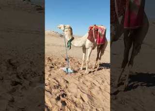  الحر الجمال الجمل الهجن السودان