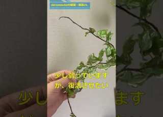 弱ったヘデラの茎を水差しにしてみます がんばって復活して