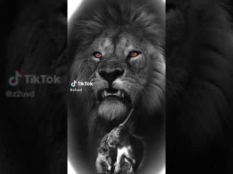 انا السبع لما اغيب ولما احضر انا الديب