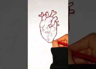  رسم قلب حقيقي رسم سهل