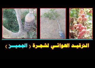 الترقيد الهوائي لشجرة الجميز الحصول على شتلة في عمر 3 سنوات في خلال 5 شهور فقط
