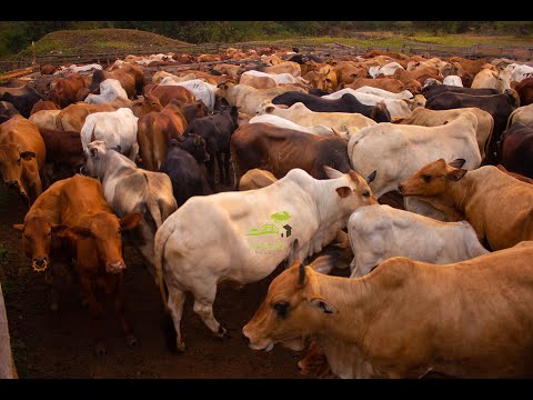 Ankole And Other Breeds At UGAGRI LTD