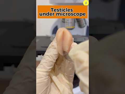 How Sperm Are Produced Under A Microscope TULO Microscope Sperm Testicles Microscope Shorts