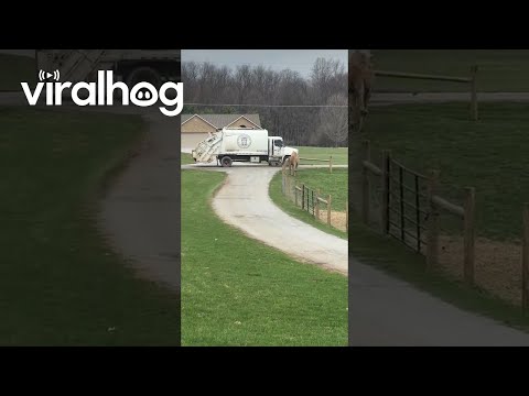 Excited Camel With Neighbor S Garbage Truck ViralHog