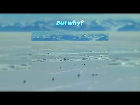 Depressed Penguin Explanation