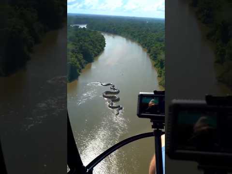 أكبر أفعى في الكرة الارضية غابات الامازون