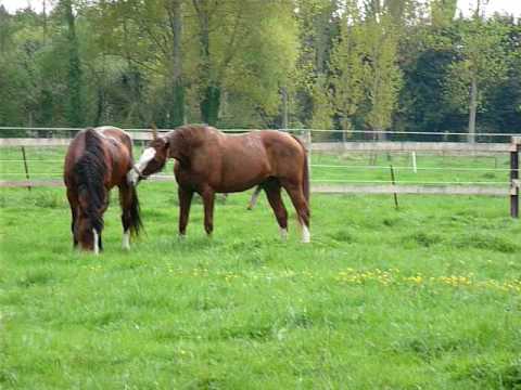 Jugeotte Et Daraguay