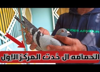 رغم كل ال حصل خدنا المركز الاول الحمدلله ازاي تستقبل الحمام الزاجل تاني يوم بعد اول محطه سباق