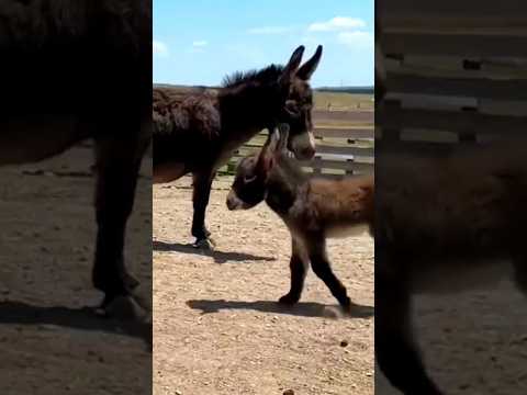 Funny Donkey Baby Shorts Funnyanimals Viral