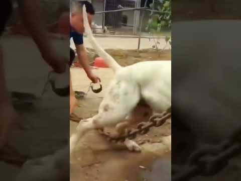 Aggressive Dogoargentino Dog Shorts Ytshorts