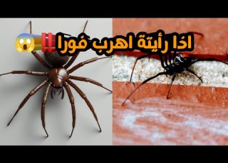 هل عنكبوت الأرملة السوداء هو أخطر كائن سام في العالم