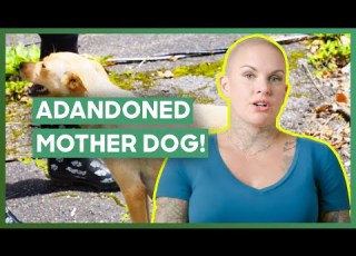 Crew Member Falls In Love With Abandoned Mother Dog Amanda To The Rescue