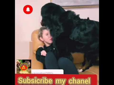 کتا اور لڑکی ایک دوسرے کے ساتھ فنی کھیل کھیلتےہوے Very Funny Video کتا اور لڑکی ایک دوسرے کے ساتھ فنی کھیل کھیلتےہوے Very Funny Video