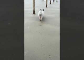 Video Of Adoptable Pet Named Possum