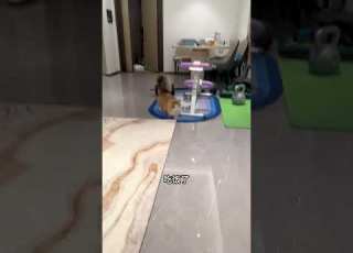  梅西又带着它的崽崽出去溜达了 这么晚才回 梅西的猫 猫咪的迷惑行为 抖in萌宠计划 小狮子大摇大摆地走进我家 抖音美食推荐官 阿夫Ashraf