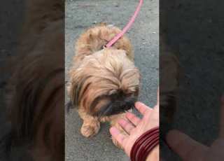 Shih Tzu Lhasa Dog Mixe Breed