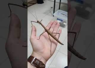 Small To Big Transformation Animals