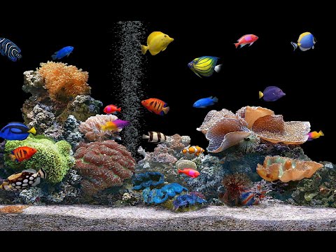 حوض اسماك مع قراءة جميلة لسورة البقرة القارئ ماهر المعيقلي Surah Al Baqarah Quran