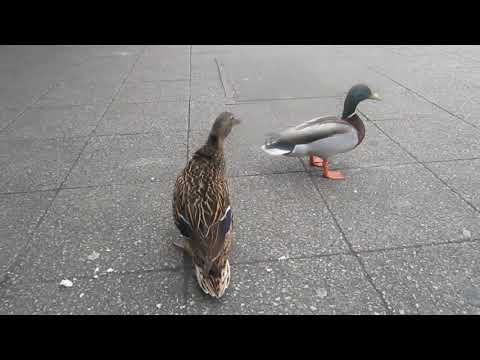 Sergey Grischuk Dream Mp3