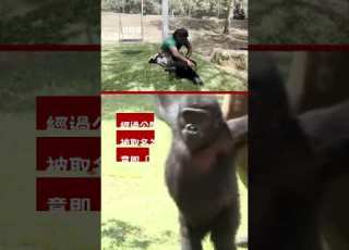 被走私的幼猩猩或將 回家 BBC News 中文
