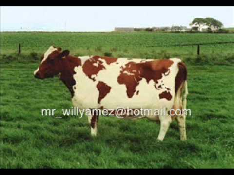 اغنية يا بقرة صبي لبن