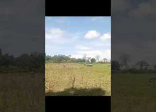 Kenya Wild Life Service Endeeni Zebra Zenyu Zinagongea Watu Ng Ombe