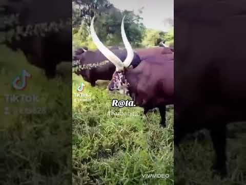 IKAMYEMURA GAYERAGYE ANKOLE CATTLS