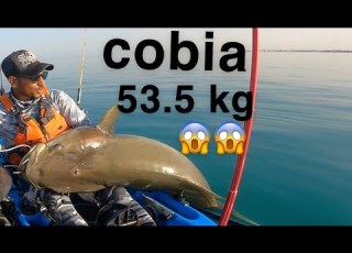  سكن صيد تشخيط بالكاياك وزنه ٥٣ ٥ كيلو من صيد بدر النجدي موسم ٢٠٢٢ Kayak Trolling Cobia 53 5 Kg 2022