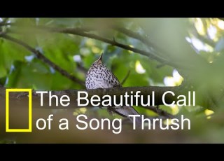 Wildlife Nature Photography Short The Beautiful Call Of A Song Thrush