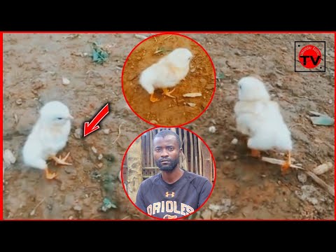 KUKU MWENYE MIGUU MI NNE HII NI MAAJABU MWENYE KUKU AFUNGUKA JINSI ILIVYO ZALIWA