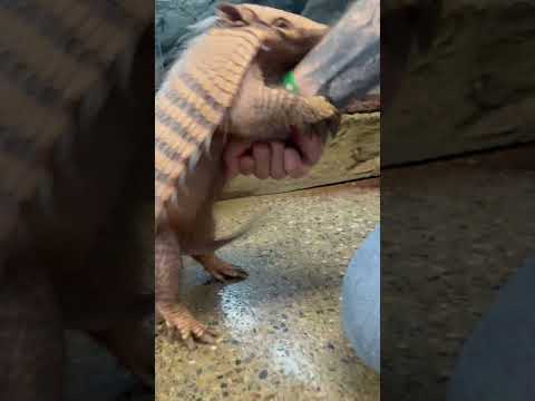 My Armadillo Got A Little Too Excited Shorts