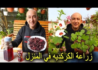 زراعة الكركديه في المنزل شاي الكجرات