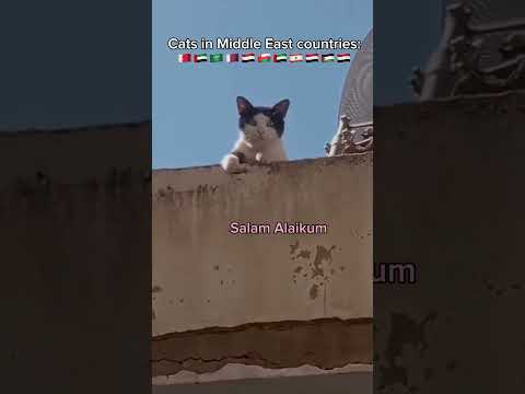 Salam Alaikum Funny Jokes Cats