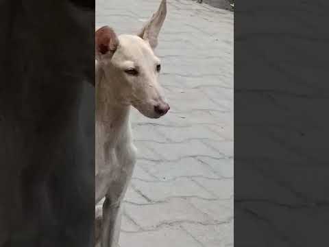 Gunge Sef Rahenge Labrador 2025 Funnydogs Dogshorts Doglover