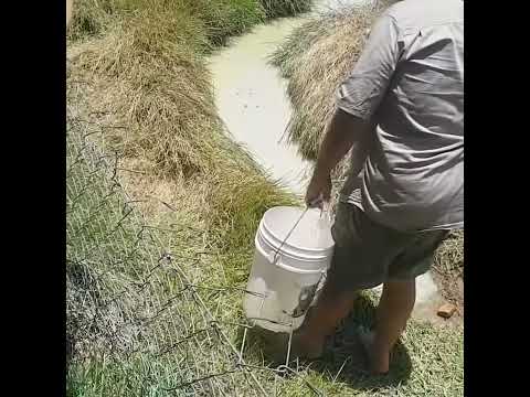 Huge Hidden Saltwater Crocodile Crocodile Attack Wildlife Animals