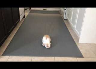  Rabbit Binky