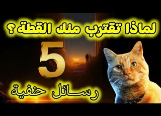  Why Do Cats Suddenly Approach You 5 Divine Messages Hidden From Many People