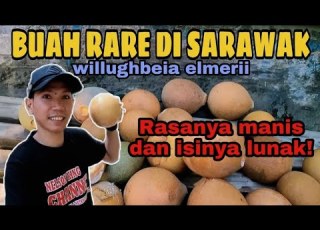 Memetik Buah Eksotik Di Sarawak Buah Tabau